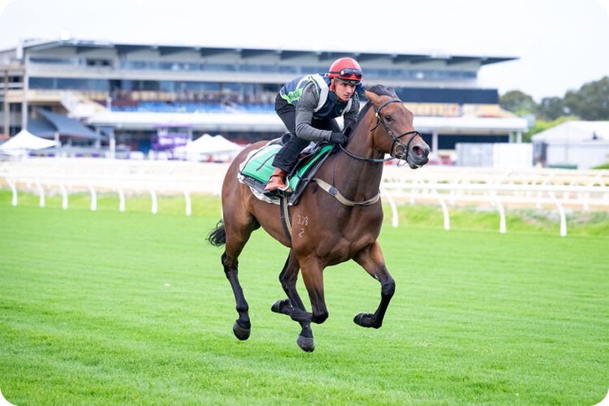 Horse racing photo 16